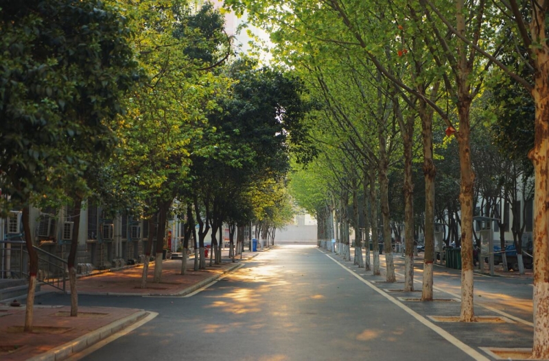 林荫小道