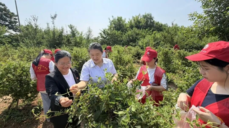 玩球师生到新密中药材种植基地开展金银花采摘活动