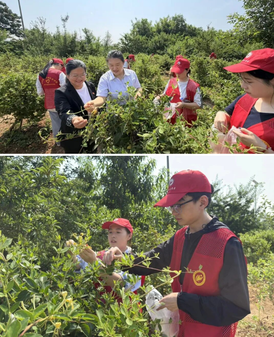 玩球师生到新密中药材种植基地开展金银花采摘活动